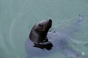 Robbe in der Walvis Bay, Namibia