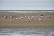 Flamingo Lagoon in Walvis Bay, Namibia