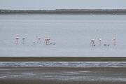 Flamingos in der Flamingo Lagoon von Walvis Bay, Namibia