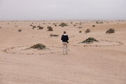 Welwitschia mirabilis in der Namib-Wüste, Namibia