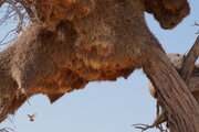 Eingänge von Webervogelnestern mit Siedelweber im Anflug, Namibia