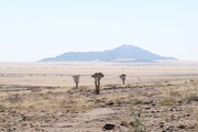 Köcherbäume in der Namib-Wüste, Namibia