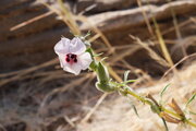 Sesamum in der Namib-Wüste, Namibia