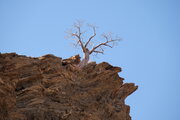 Wilde Kastanie in einer Felswand in der Nähe des Kuiseb-Canyon, Namibia