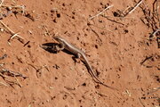 Skink (Eidechse)