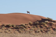 Oryxantilope, Namibia