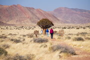Köcherbaum im Tsondab-Tal, Namibia