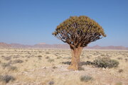 Köcherbaum im Tsondab-Tal, Namibia