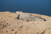 Krokodil, Namibia