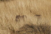 Warzenschweine, Namibia