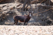 Antilope, Namibia