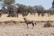Oryxantilope, Namibia
