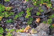 Pflanzen im Lavafeld Dimmuborgir, Island