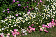 Blumen im Botanischen Garten in Akureyri, Island