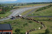 Islandpferde in Sauðárkrókur, Island